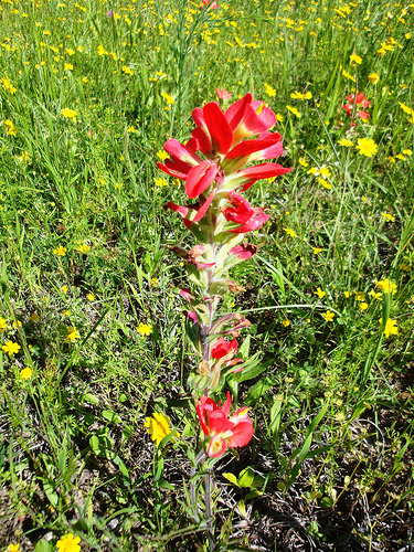Paintbrush