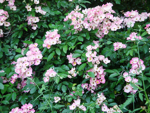 antique rose