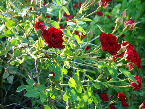 Anitique roses
