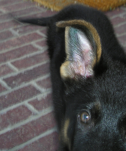 Magic9.5wks, closeup