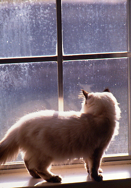 cat at window