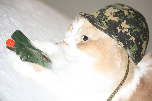 Sniper Cat...Explored