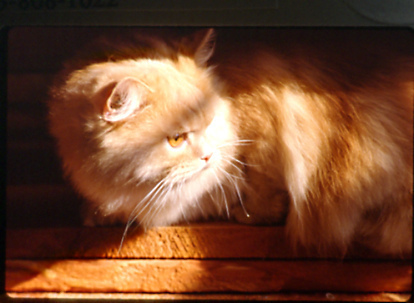 cat sunbathing