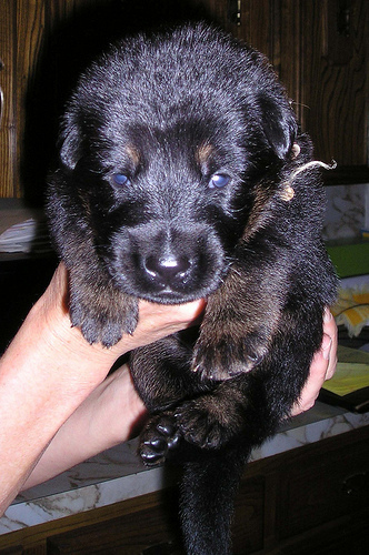 tan boy 17 days
