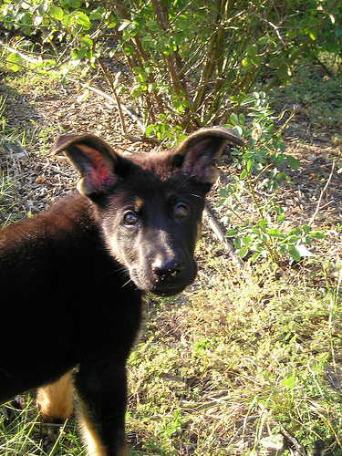 Magic9.5wks, face
