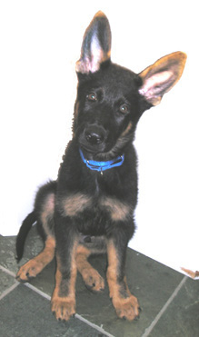 Website Magic, Ears Up!