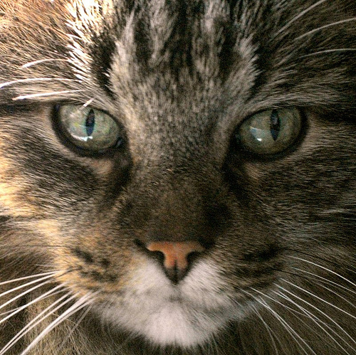 Anubis closeup