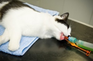 cat_under_anesthesia