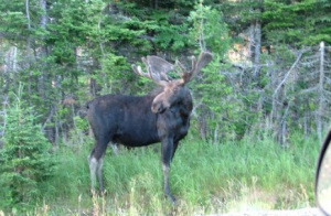Moose