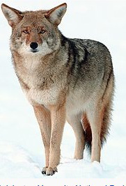 coyote