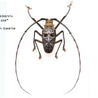 Painted Beetle (yes, actual Beetle) by Evan Skrederstu from UGLAR