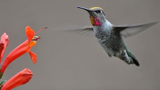 Hummingbird