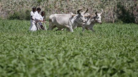 Farmers work in their guar field at Shinoli village in the western Indian state of Gujarat April 3, 2012. REUTERS-Amit Dave