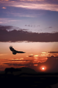 soaring eagle