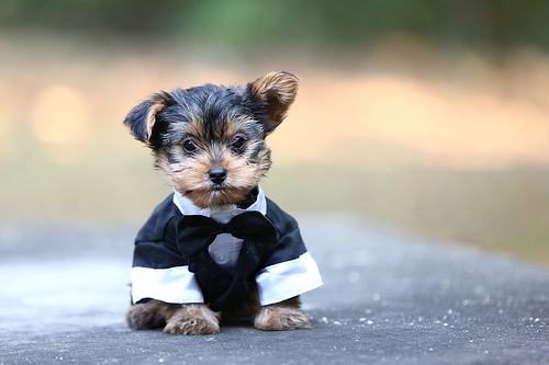 Bobby | male Yorkshire Terrier