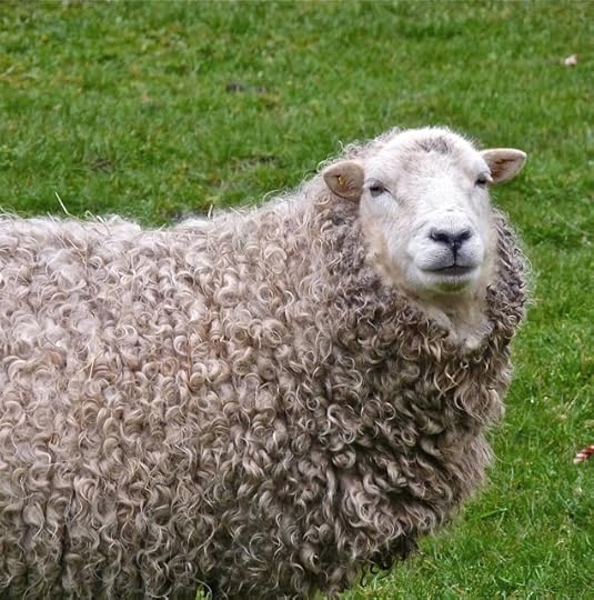 Dartmoor Sheep by Helen Mason