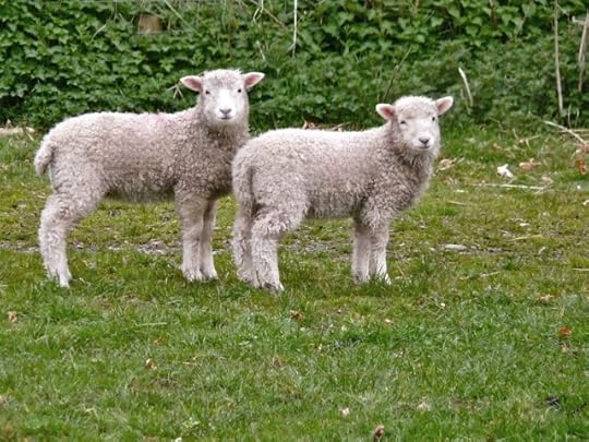 Lambs on Dartmoor, photographed by Helen Mason
