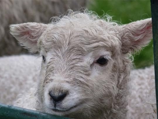 Dartmoor Lamb, photographed by Helen Mason