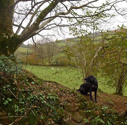 Sheep Watcher