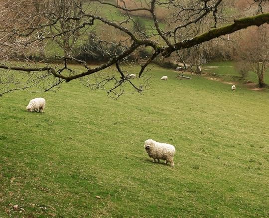 Watched Sheep