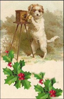 holidog1