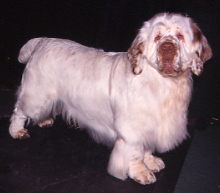 clumber spaniel