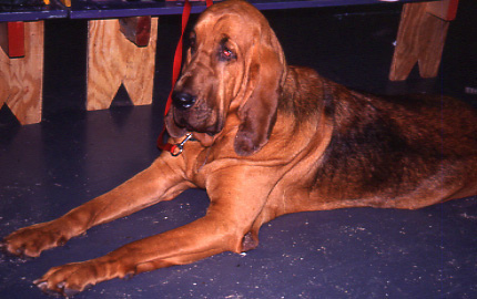 bloodhound
