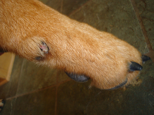 dog torn nail