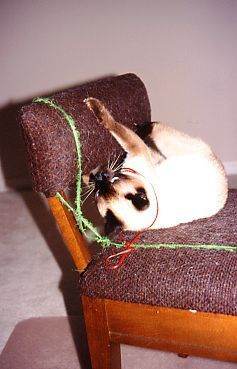 cat scratching chair