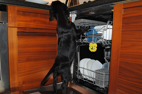 puppy licking dishes in dishwasher