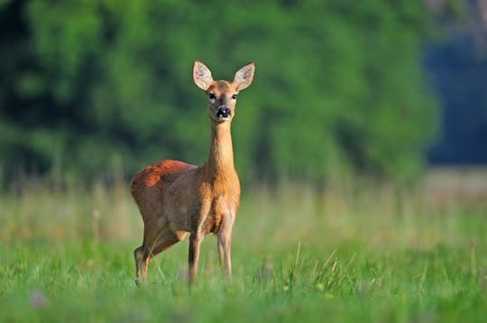 Roe deer