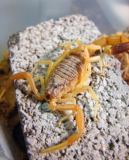 Leiurus quinquestriatus, or deathstalker scorpion. Photo by Matt Reinbold. CC BY-SA 2.0 via furryscalyman Flickr.