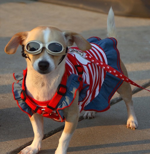 patriotic dog.jpg