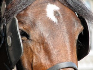 Blinders are not all bad.