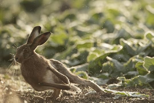 Brown Hare, Suffolk, photographed by Michael Rae