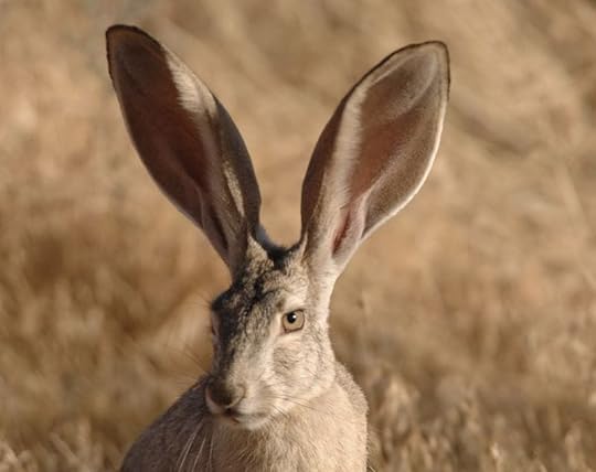 Desert Jackrabbit (Wikipedia photograph)