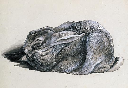 Rabbit study by Beatrix Potter