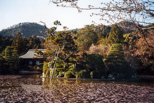 Petals on the Water