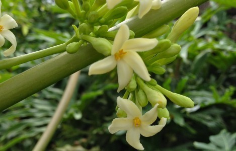 Papaya Flowers_6948