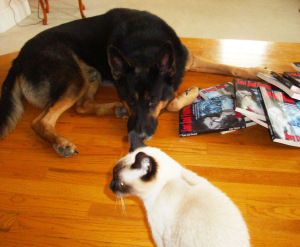 Magic and Seren checking out the thriller