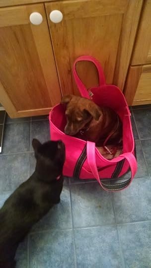 Confuse-A-Cat! (Anyone?)