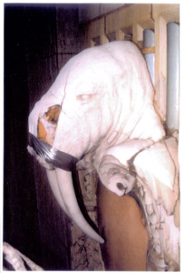 WJE Photo of Wounded Walrus