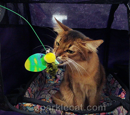 I killed it several times at the cat show