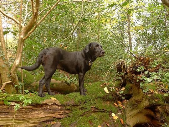 Tilly in the woods