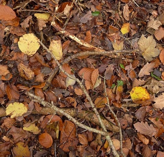 Forest floor