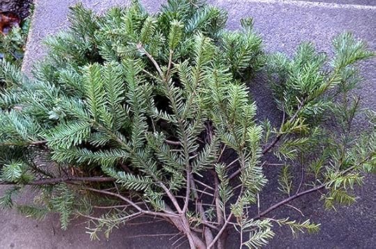 solstice-conifer-clippings