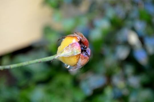 solstice-rose-hip