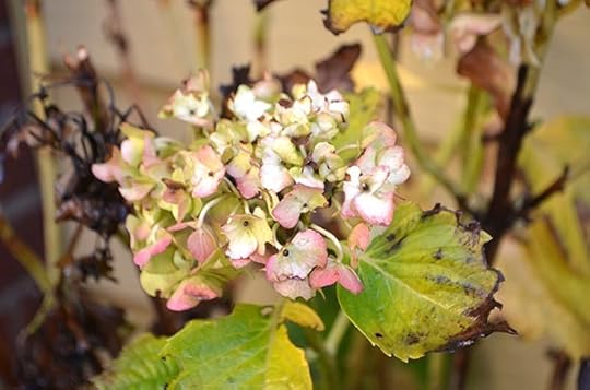 solstice-hydrangea