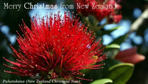 pohutukawa - New Zealand Christmas Tree