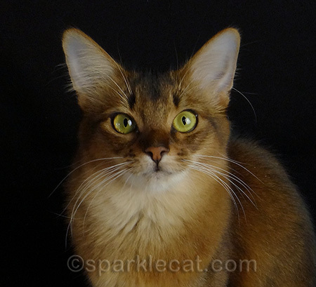 Where's my fur light?